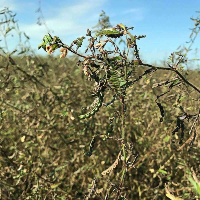 Aeschynomene Seed