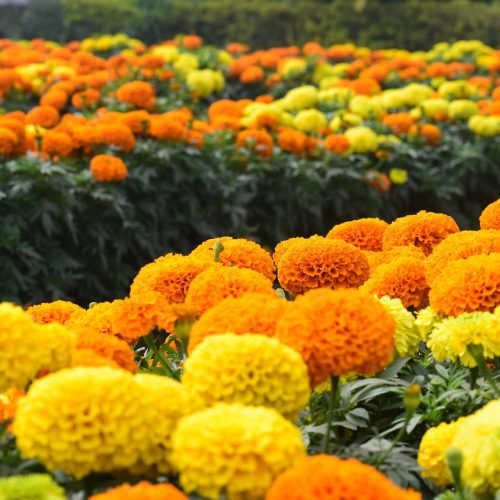 AfricanMarigold1