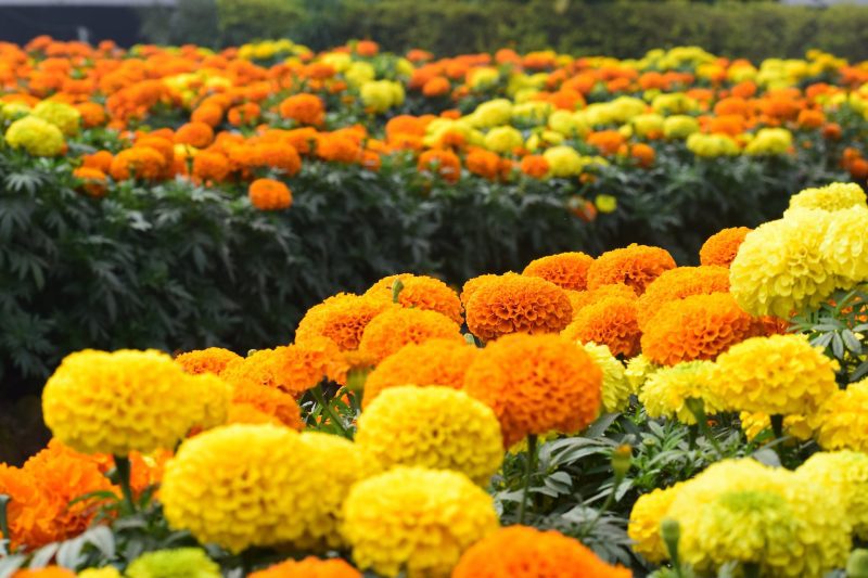 AfricanMarigold1