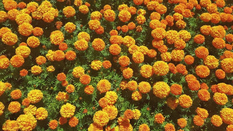 AfricanMarigold2