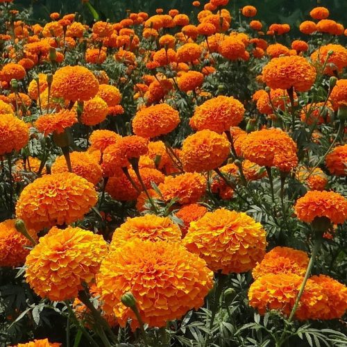 AfricanMarigold3