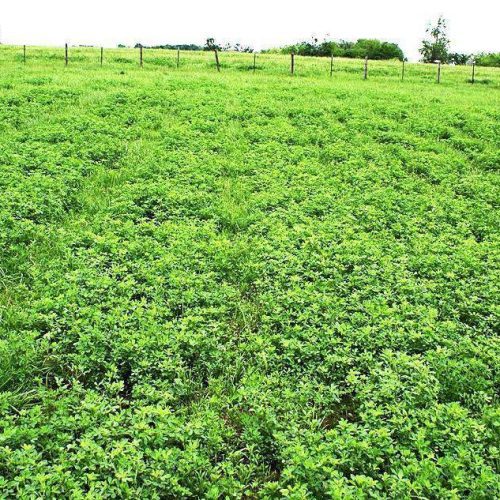 Alfagraze 300 Alfalfa Seed 595bd678 1d30 45f2 a893 d8d57e7943c6