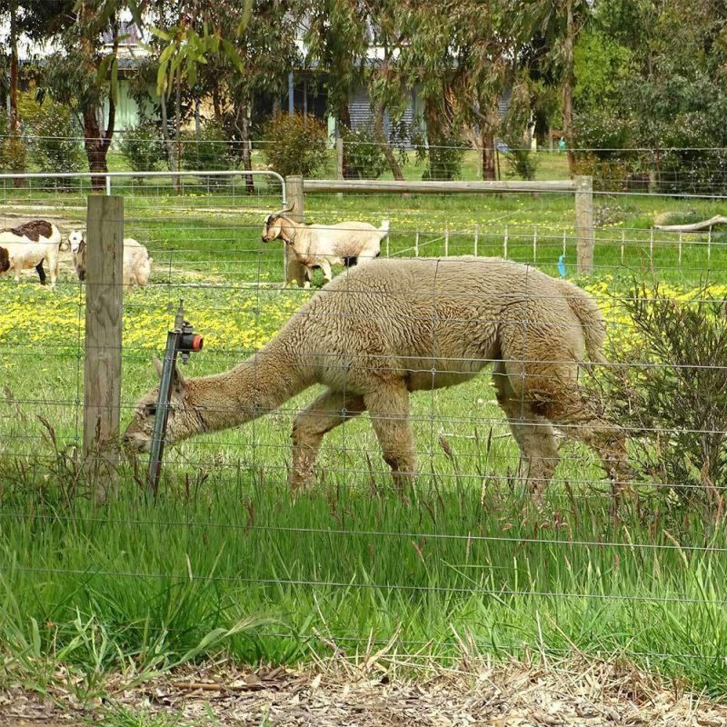 Alpaca Pasture Seed