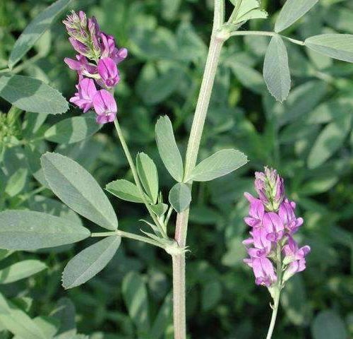 ameristand, alfalfa, seed, 803T, pasture, forage, cattle, hay, southern, non-dormancy, grazing, yields, planted, resistance, excellent, production, wildlife, food, plot, planted, pests, warm, season, zone