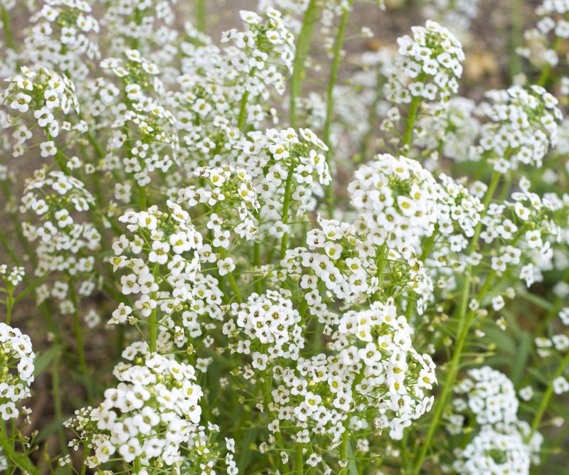 Baby sBreath1