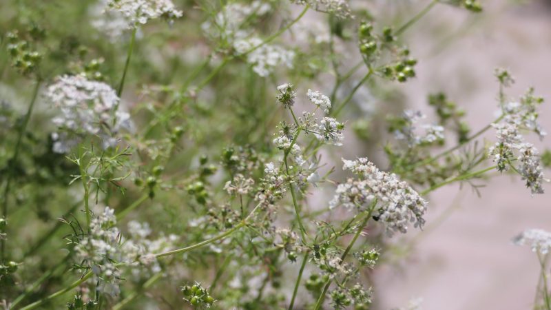 Baby sBreath3