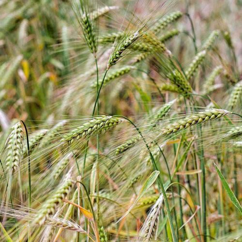 Barley Seed