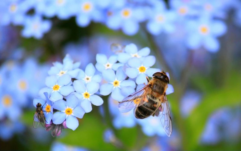 Bee Feed Wildflower