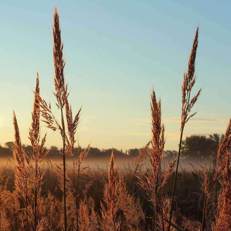 Big Bluestem Native Grass