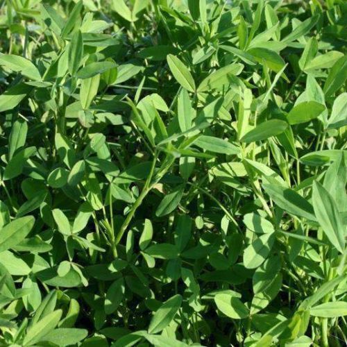 big, bee, berseem, clover, seed, wildlife, forage, cattle, pasture, cool, season, winter, clovers, deer, food plots, livestock, ground cover