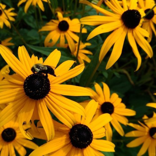 Black EyedSusan2