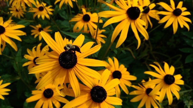 Black EyedSusan2