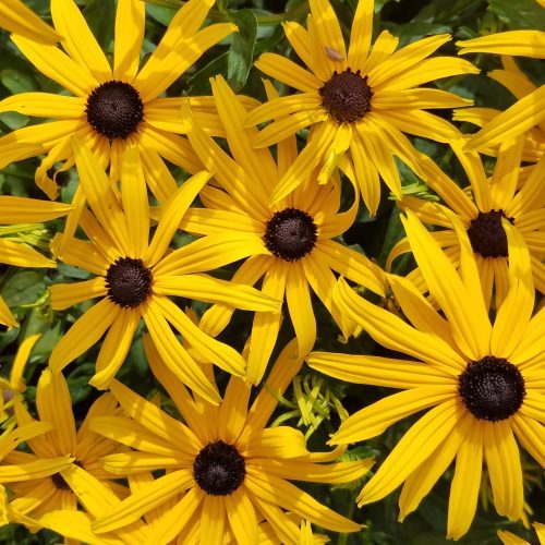 BlackEyedSusan3