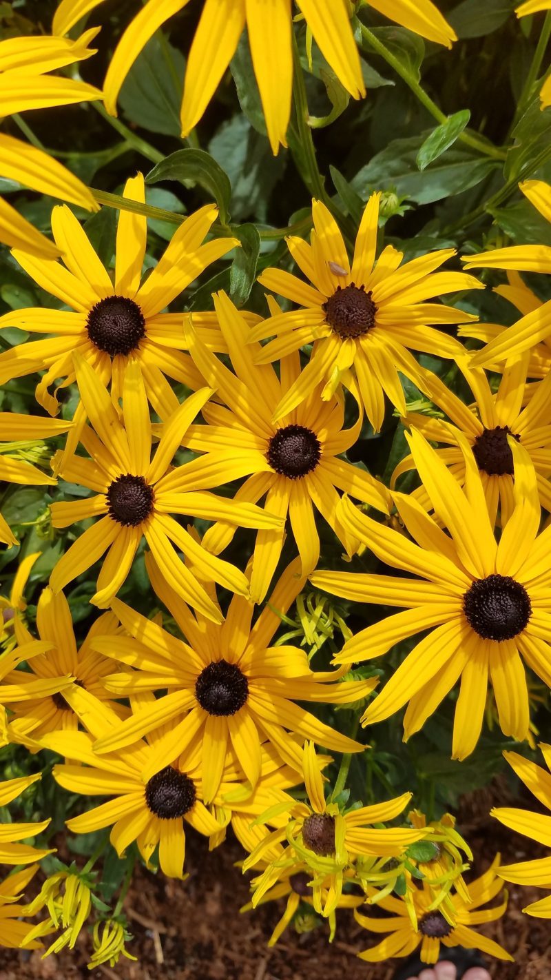 BlackEyedSusan3