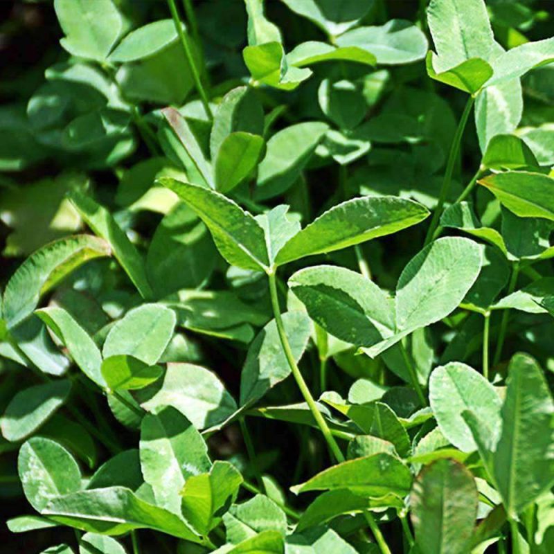 Blackhawk Arrowleaf Clover