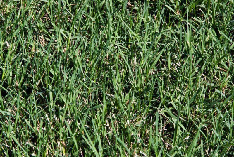 Blackjack Bermuda Grass Seed