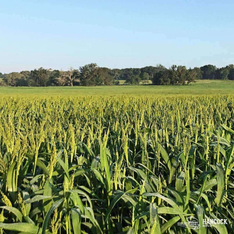 Brown Top Millet Field 94f82c16 e118 4b8d 92ef 0640e5963b88