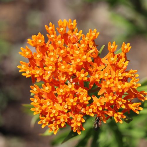 ButterflyMilkweed1