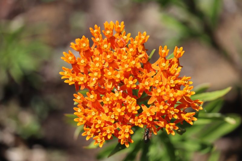 ButterflyMilkweed1