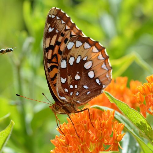 ButterflyMilkweed2