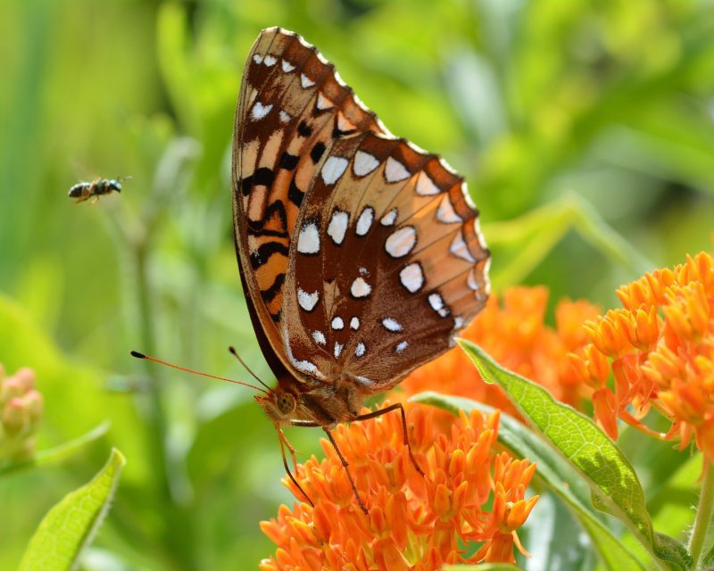 ButterflyMilkweed2