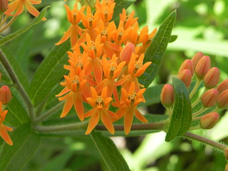 ButterflyMilkweed3