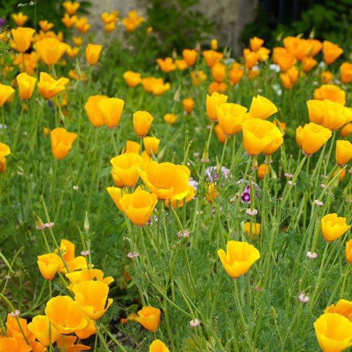 CaliforniaPoppy Orange1