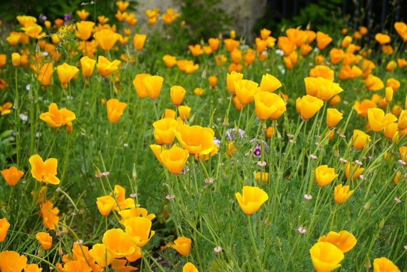 CaliforniaPoppy Orange1