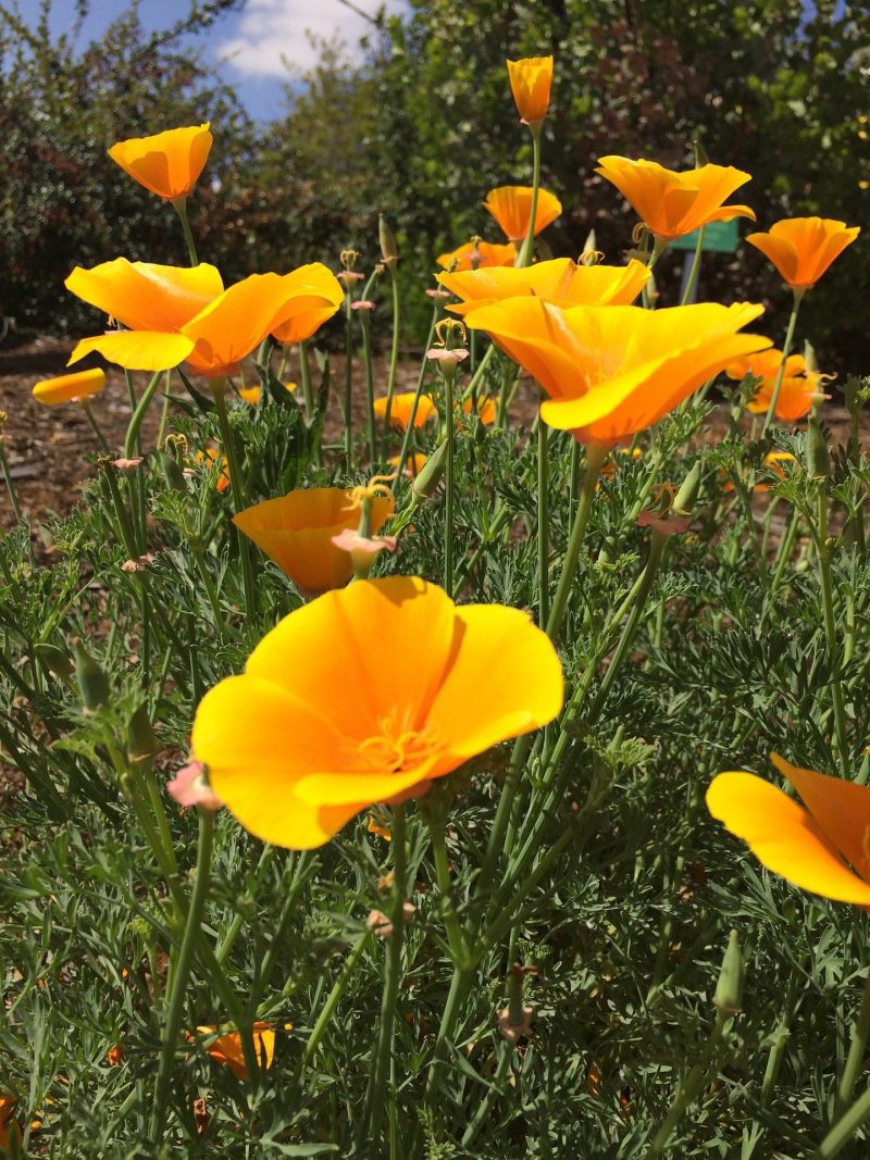 CaliforniaPoppy Orange2