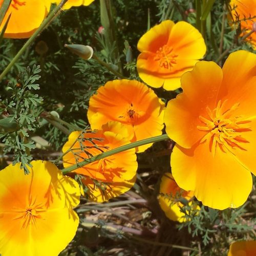 CaliforniaPoppy Orange3