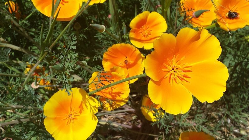 CaliforniaPoppy Orange3