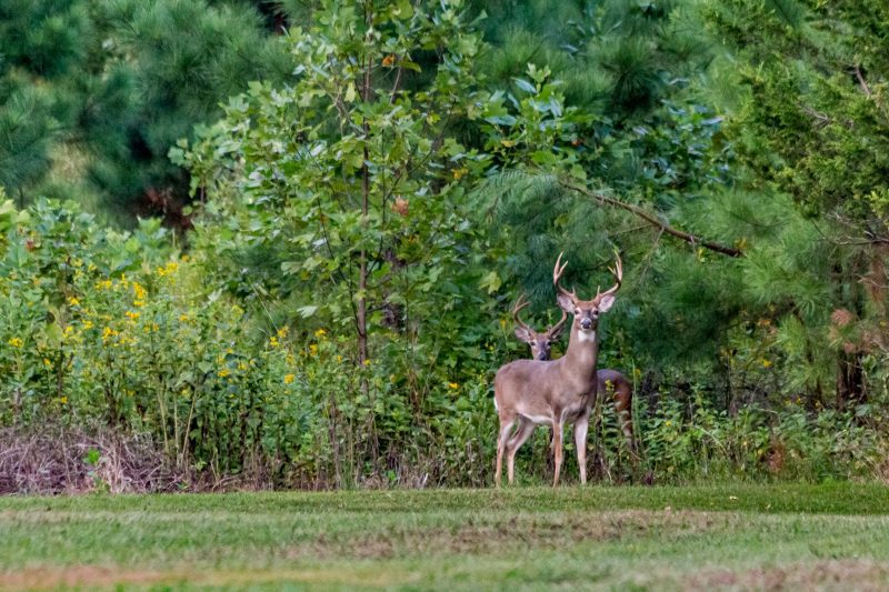 Canva Deer Near Plants