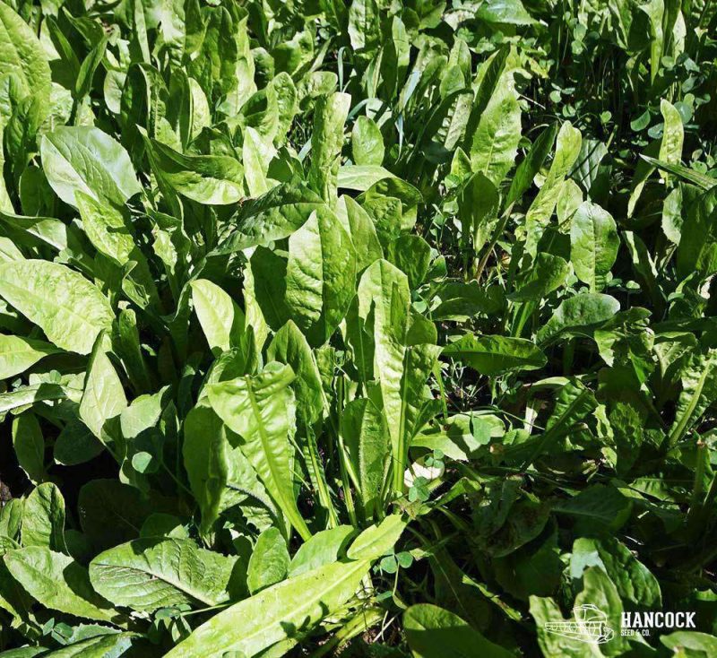 Chicory Food Plot