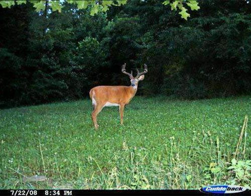 Chicory Food Plot Seed