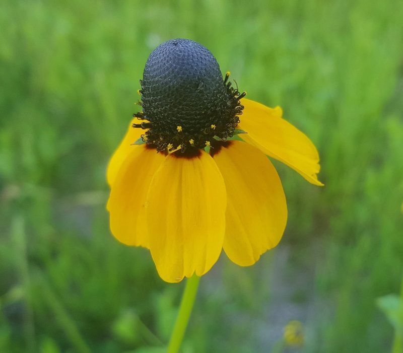 ClaspingConeflower1