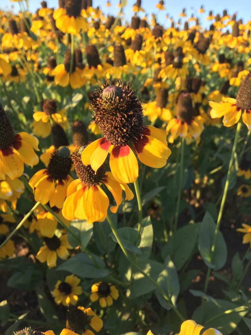 ClaspingConeflower2