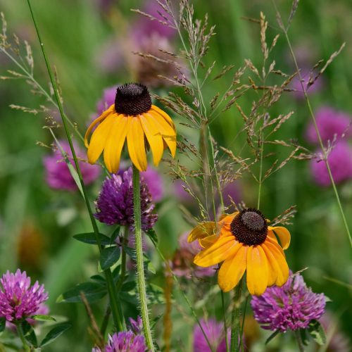 ClaspingConeflower3