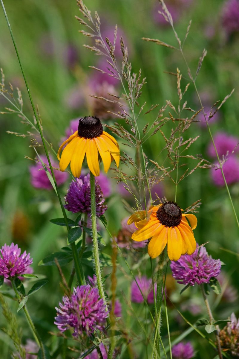 ClaspingConeflower3