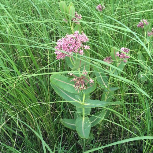 CommonMilkweed1