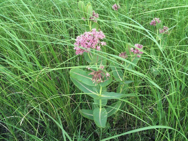 CommonMilkweed1