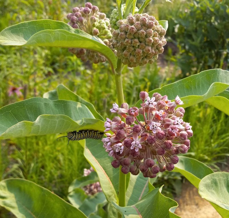 CommonMilkweed2