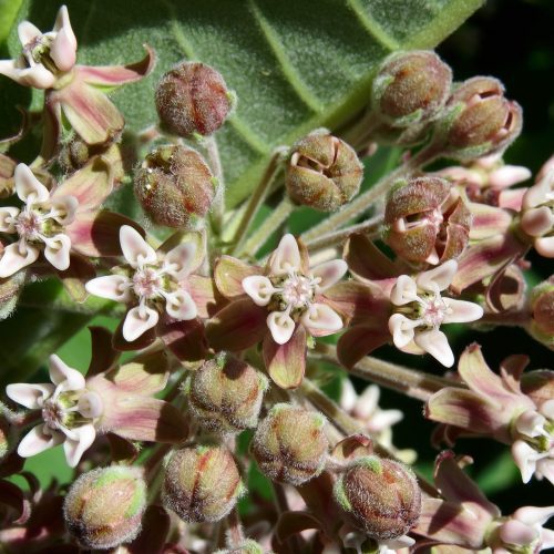 CommonMilkweed3