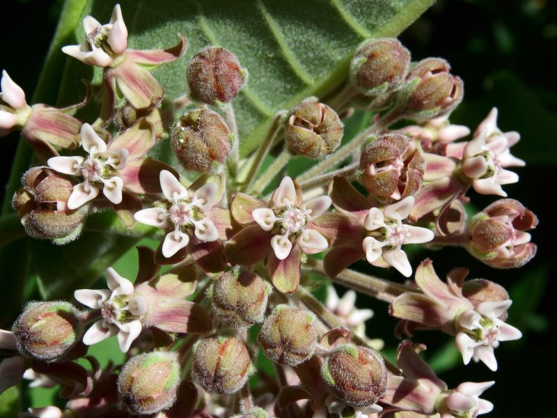 CommonMilkweed3