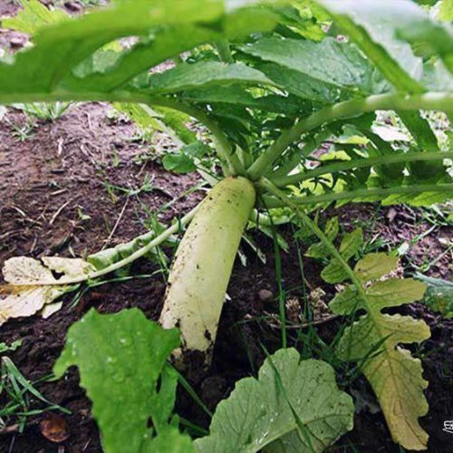 Daikon Radish Seed