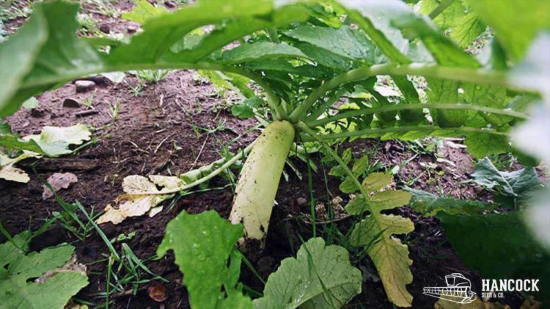 Daikon Radish Seed