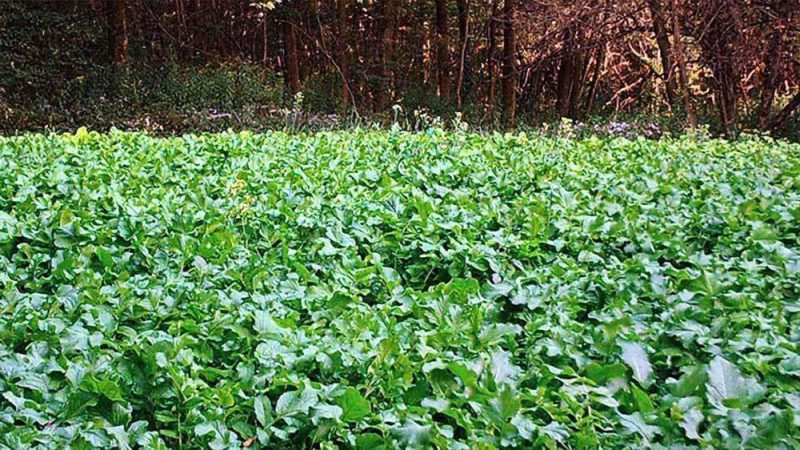 Daikon Radish field 2