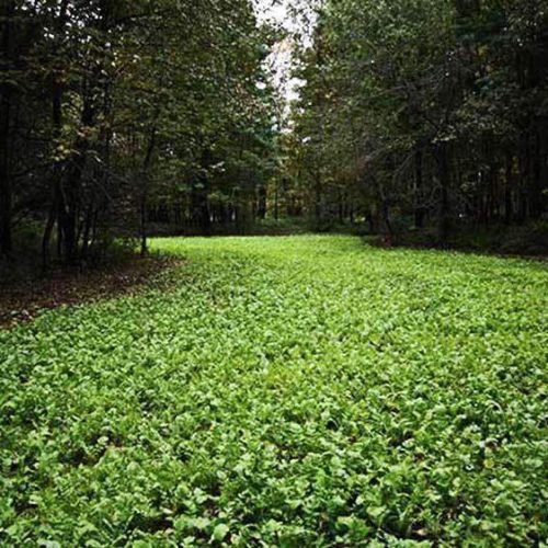 Daikon Radish field