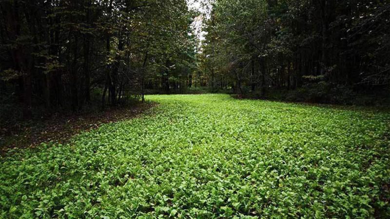 Daikon Radish field