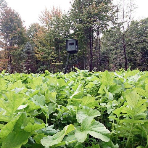 Daikon Radish hunting