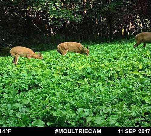 Daikon Radish on Trail Cam